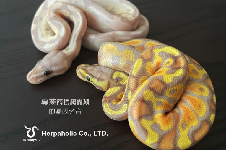 寛荷生技 Herpaholic