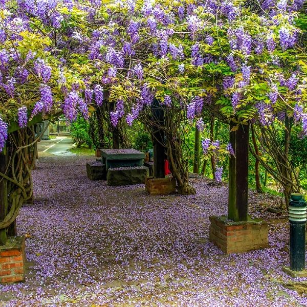 杜石地一號紫錐花莊園