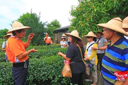 綠野茶園