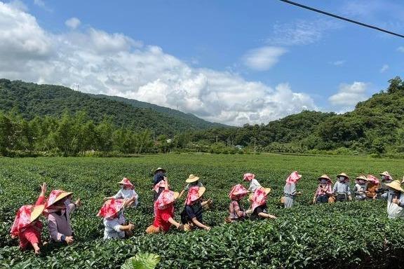 鵝山茶園